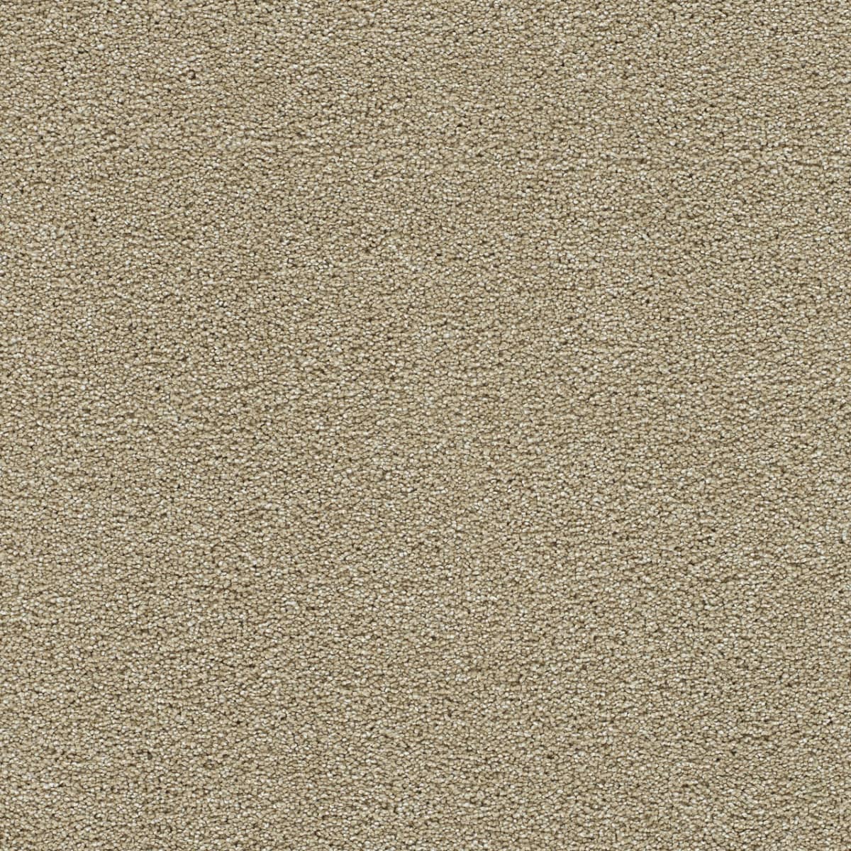 Clearwater II Sunflower